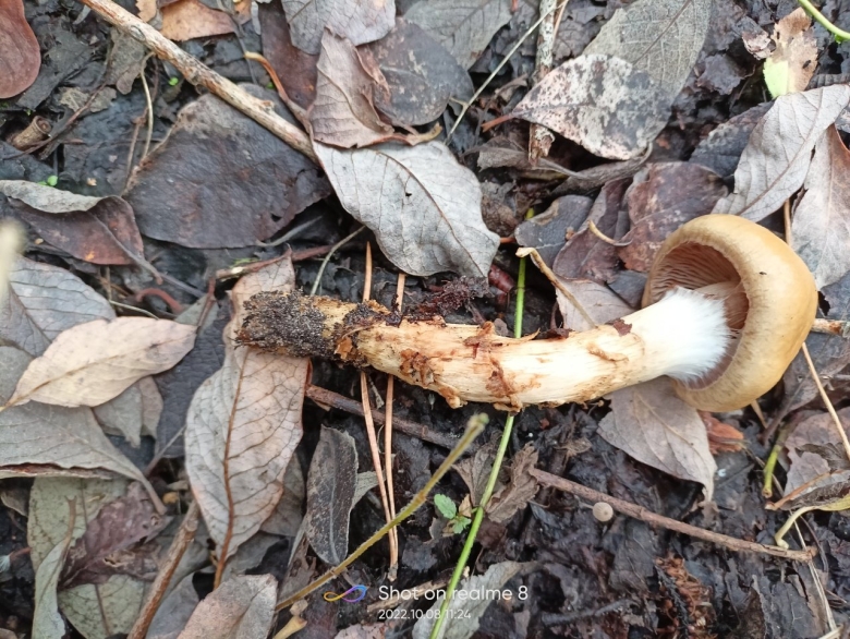 Гриб паутинник обыкновенный