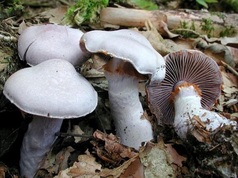 Cortinarius alboviolaceus