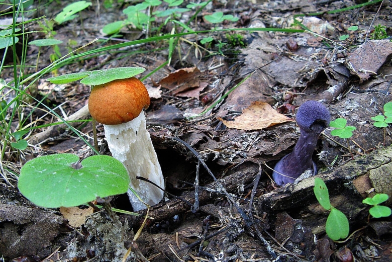 Подберезовик белоножковый