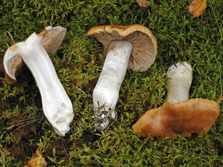 Паутинник голубоствольный