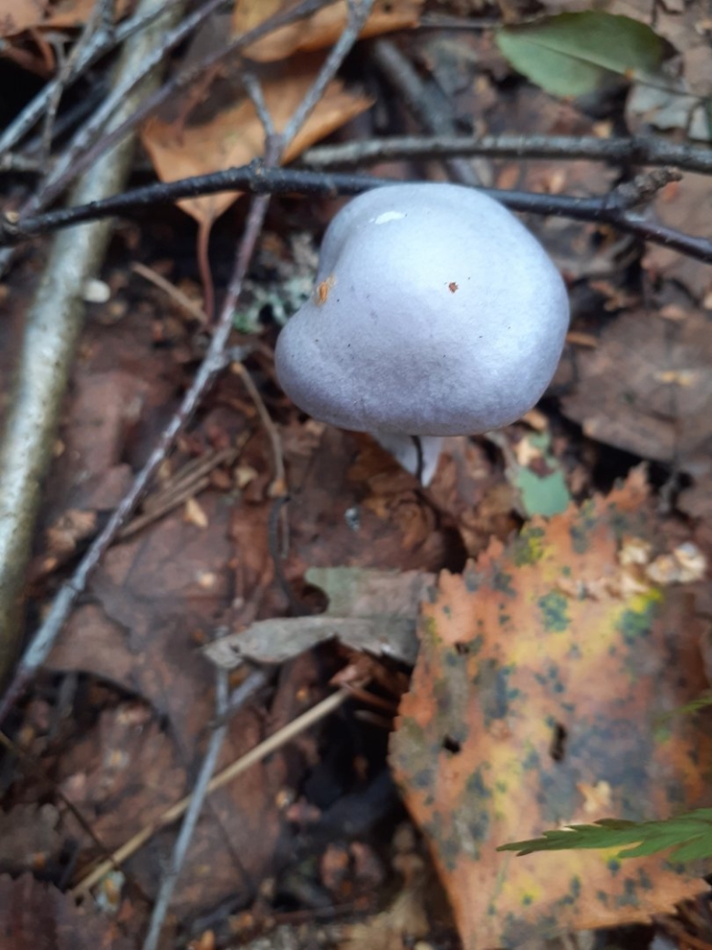 Паутинник бело фиолетовый