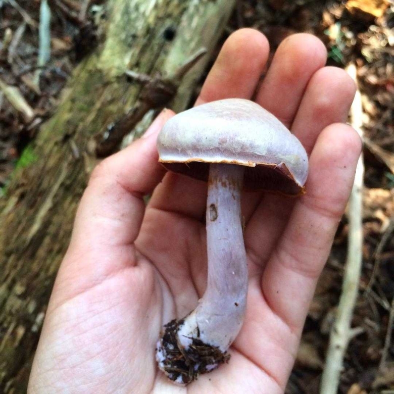 Гриб паутинник белый