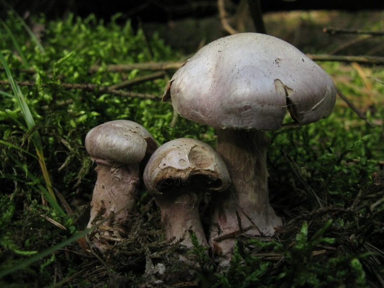 Паутинник козий гриб