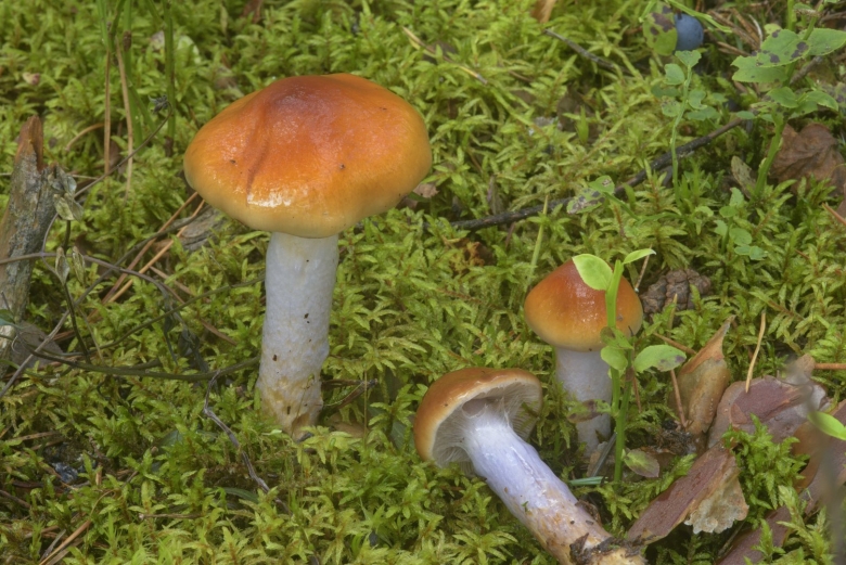 Паутинник Триумфальный