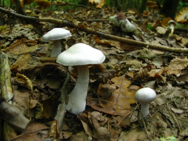 Синестопки грибы фото как их кушать