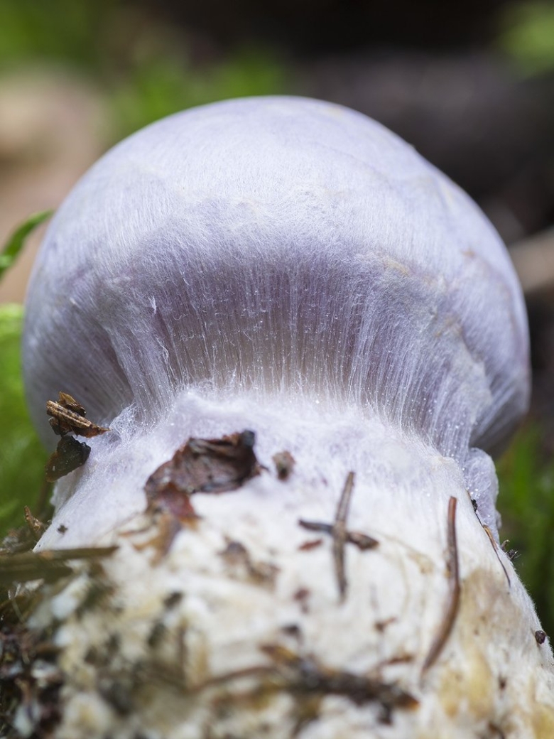Паутинник гриб съедобный