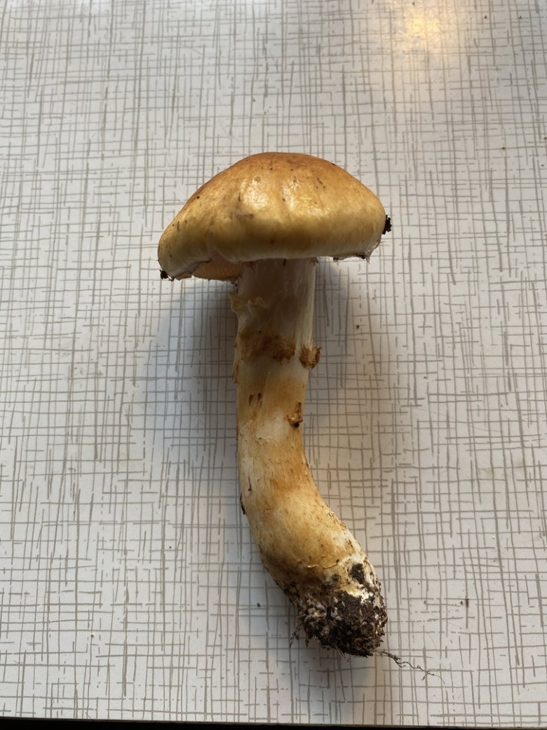 Паутинник гриб желтый с толстой ножкой