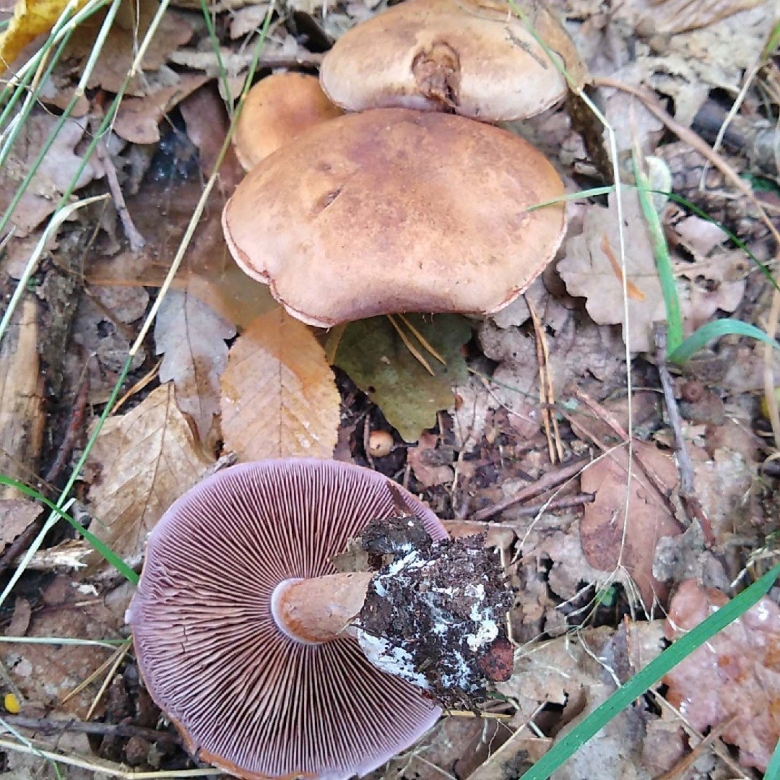 Паутинник багряный