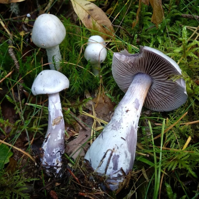 Рядовка лиловоногая