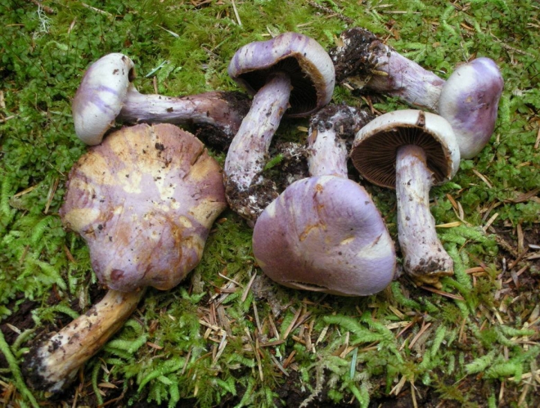 Cortinarius traganus
