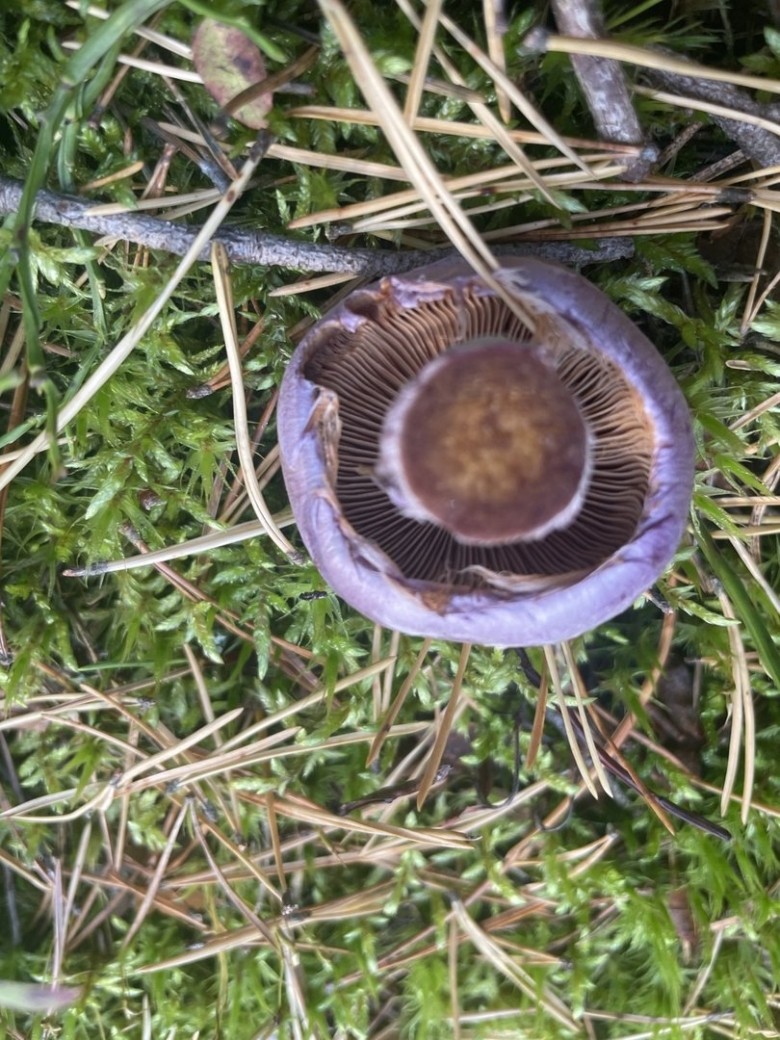 Паутинник камфорный cortinarius camphoratus