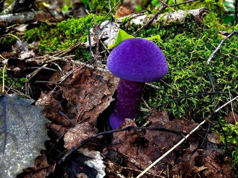 Гриб паутинник фиолетовый