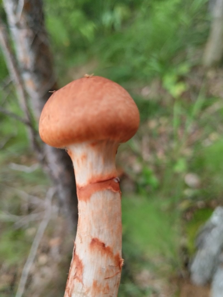 Гриб паутинник браслетчатый