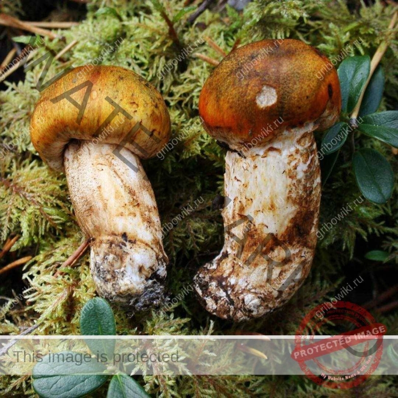 Гриб рядовка опенковидная