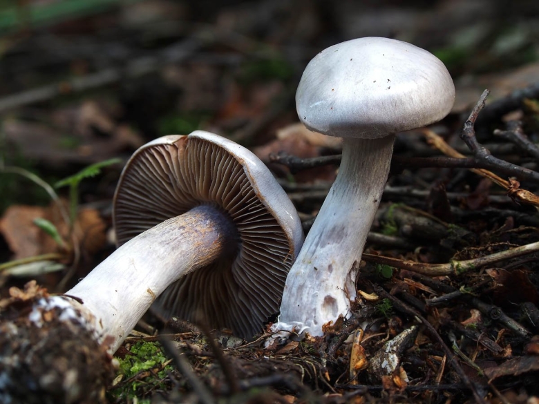 Cortinarius alboviolaceus