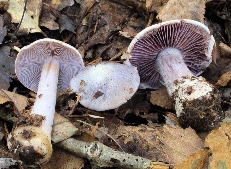 Паутинник серебристый гриб