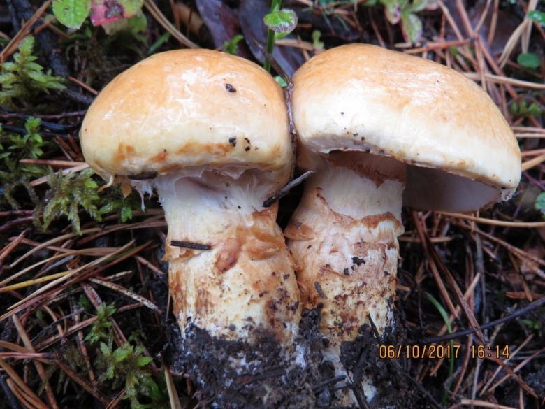 Гриб паутинник фото на белом фоне