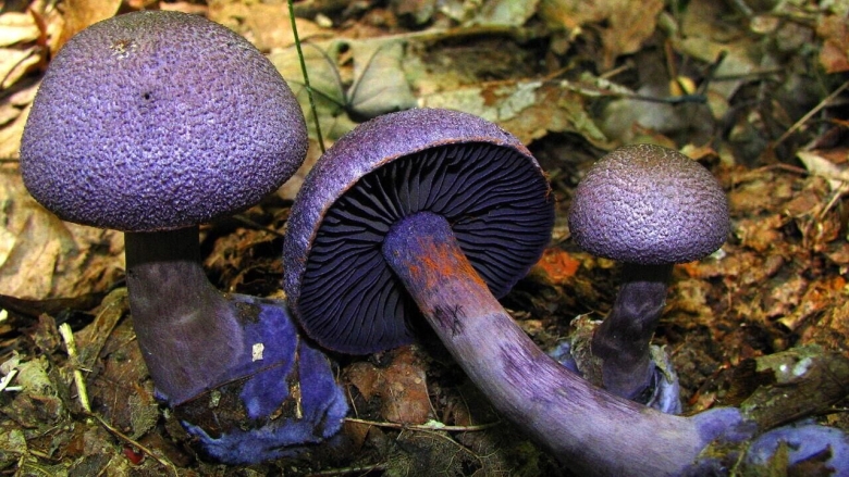 Паутинник Триумфальный гриб съедобный