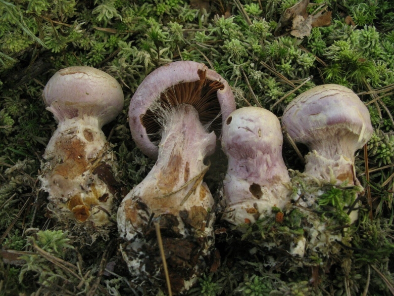 Паутинник козий Cortinarius traganus