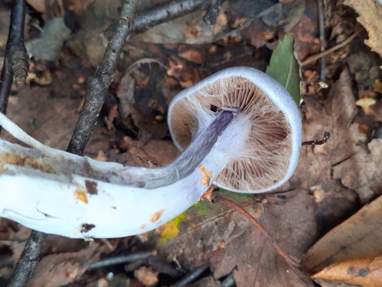 Cortinarius alboviolaceus
