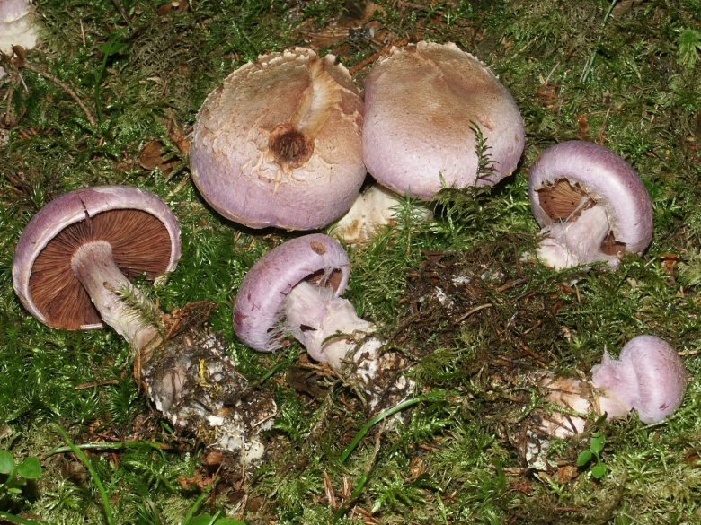 Паутинник козий