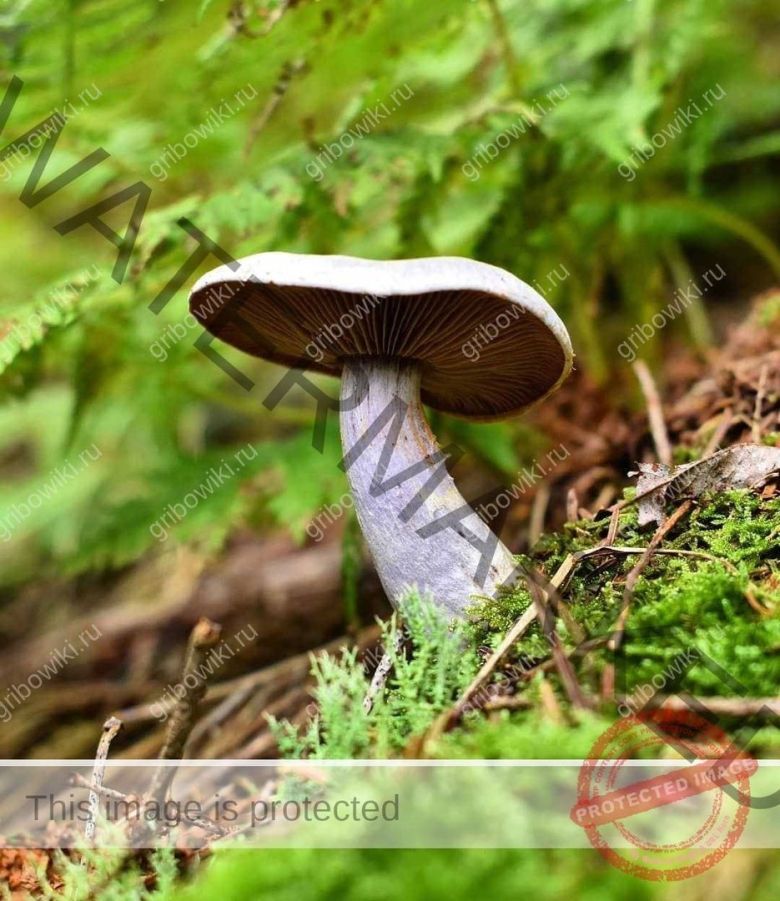 Паутинник козий гриб