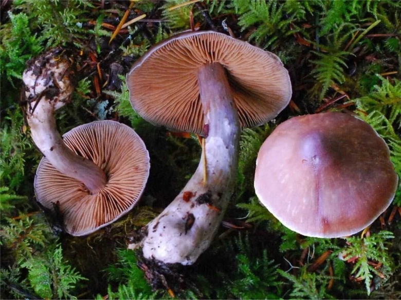 Гриб паутинник багряный