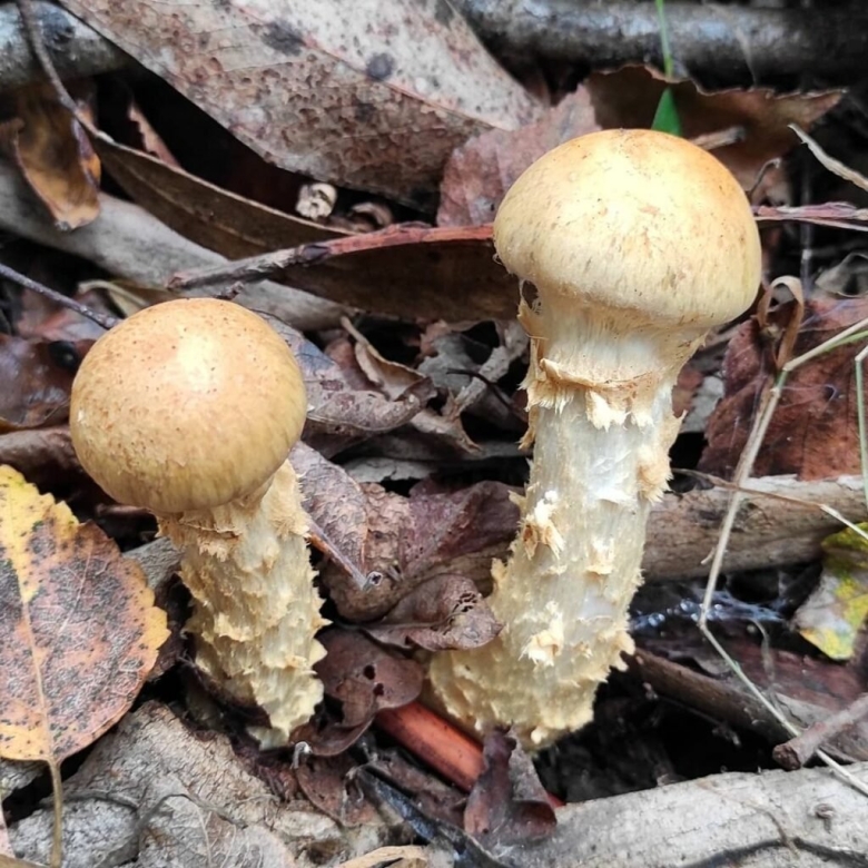 Кат съедобный