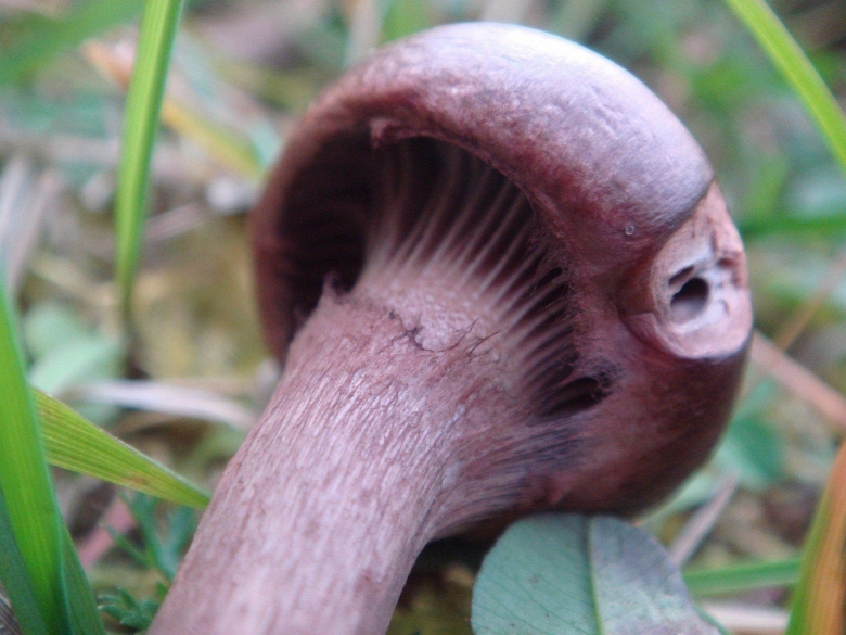 Мокруха пурпуровая