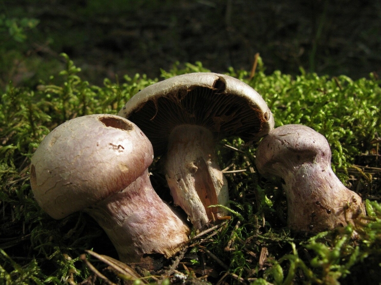 Паутинник козий гриб