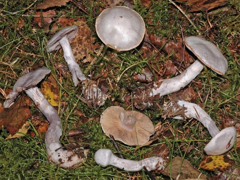 Cortinarius anomalus
