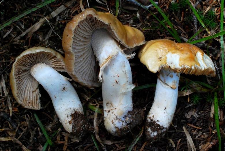 Гриб паутинник кроваво красный