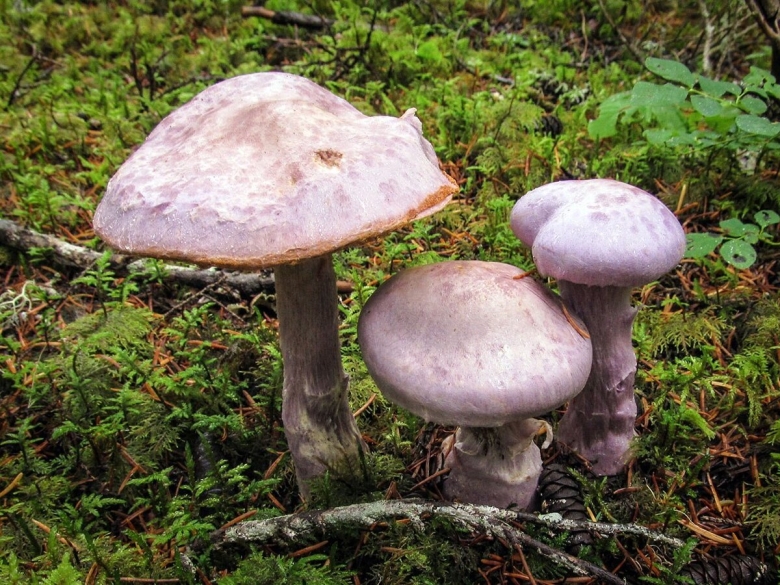Паутинник голубой (cortinarius coerulescens)