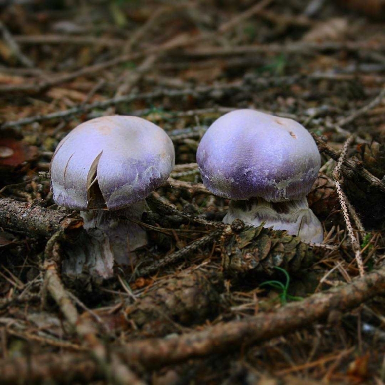 Паутинник козлиный