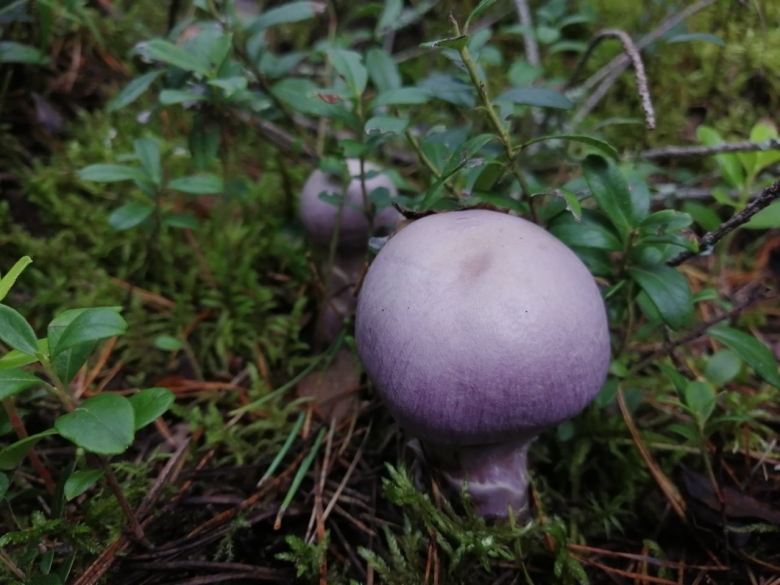 Гриб паутинник