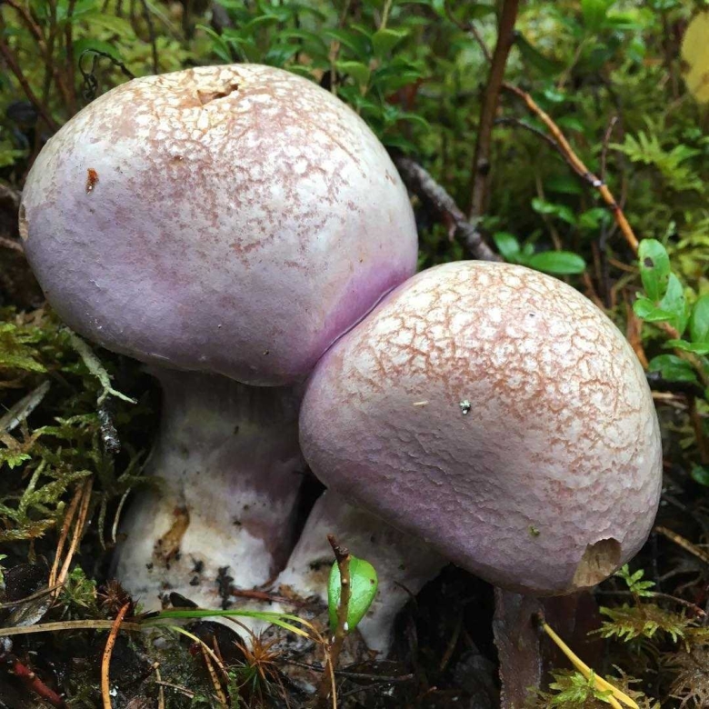 Гриб паутинник с толстой ножкой