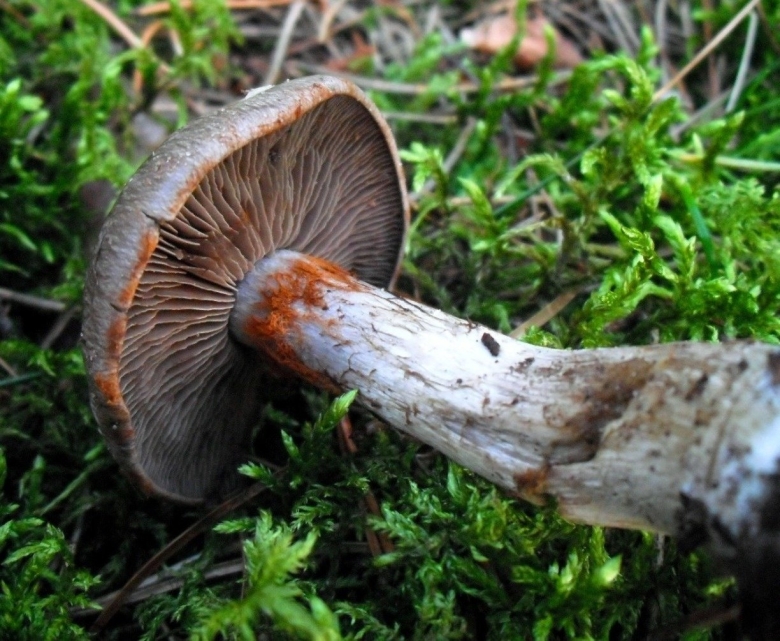 Паутинник сизоножковый гриб