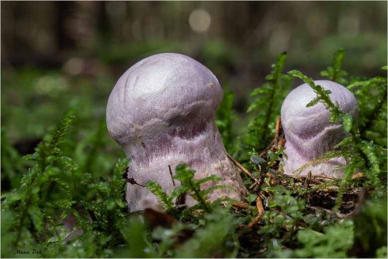 Паутинник козий