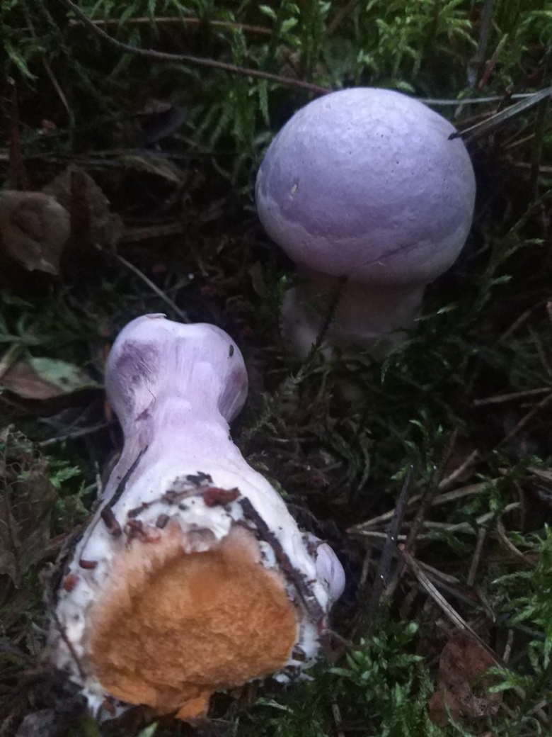 Паутинник лиловый