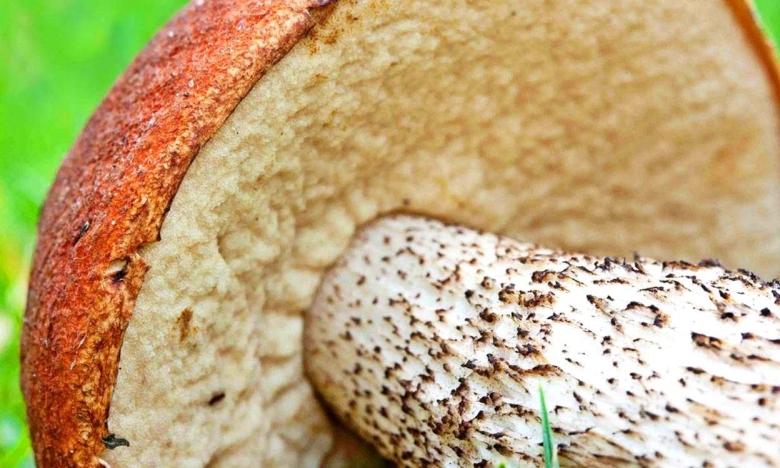 Подберезовик шляпка снизу