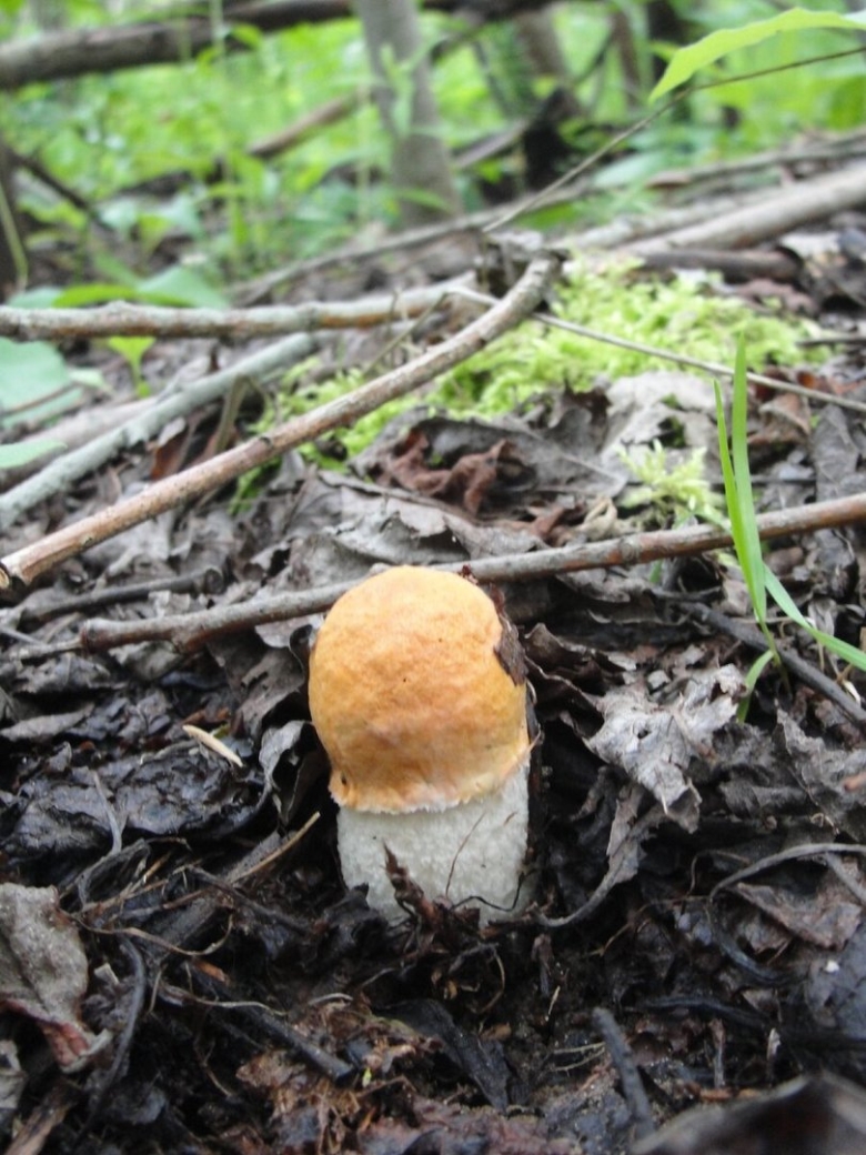 Червивый белый гриб