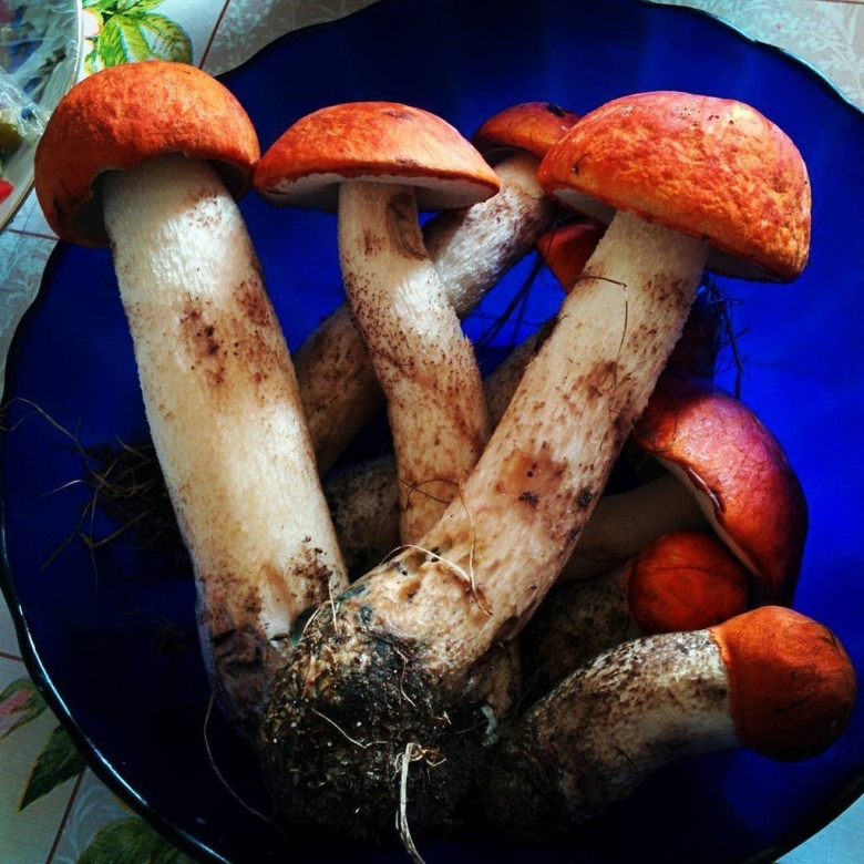 Боровик красивоножковый