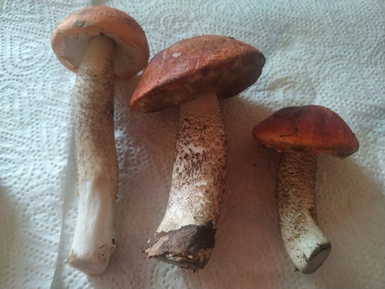 Подосиновик обыкновенный