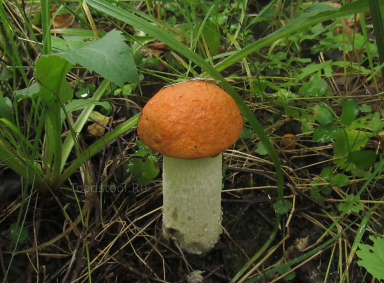 Подосиновик красноножковый