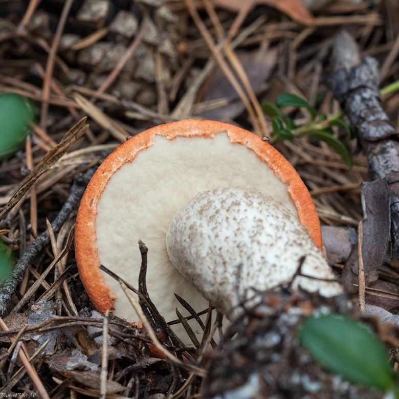 Подосиновик гриб шляпка