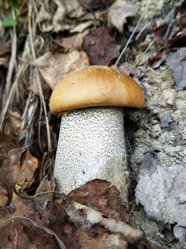 Подосиновик и подберезовик