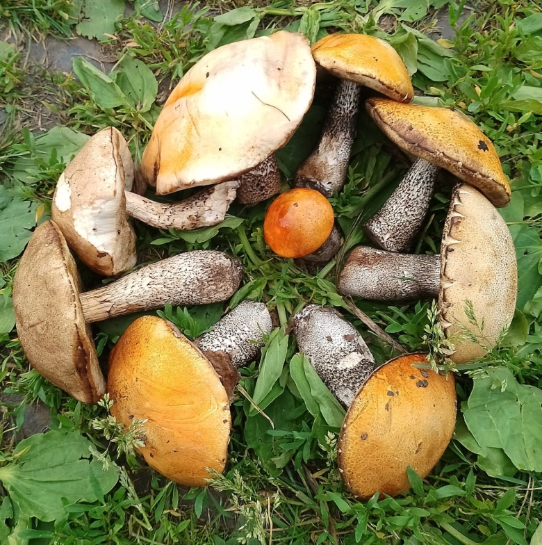 Подосиновики сушеные