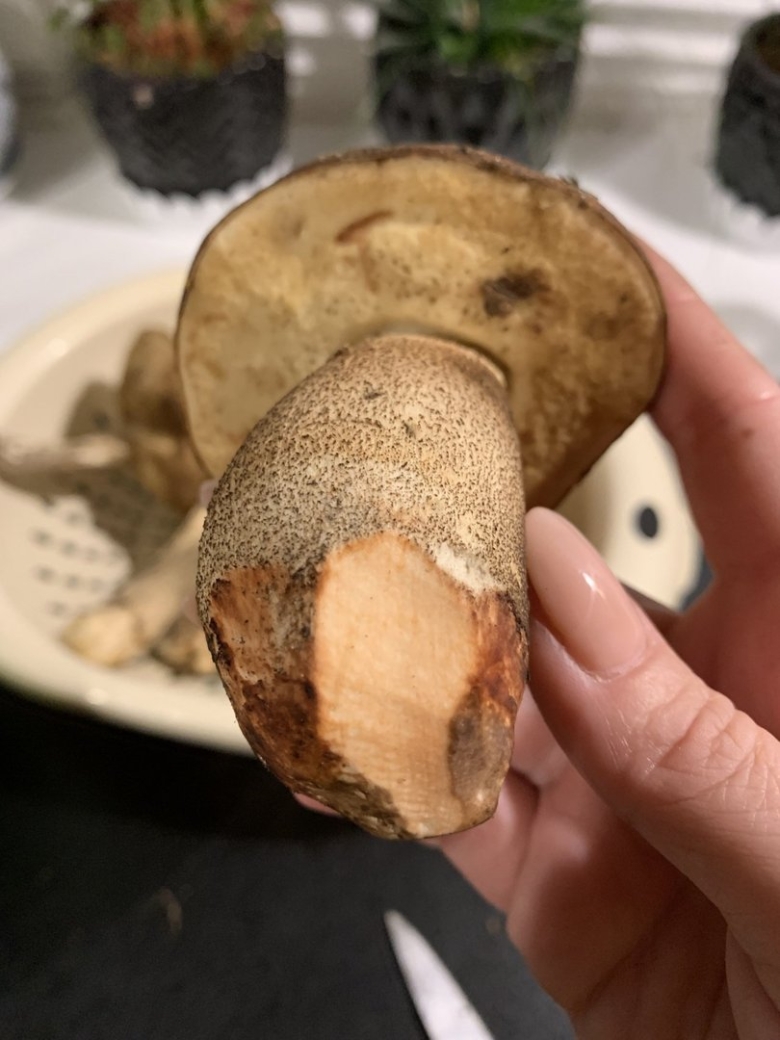 Горчак гриб на срезе