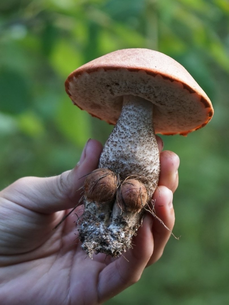 Подосиновик с темной шляпкой