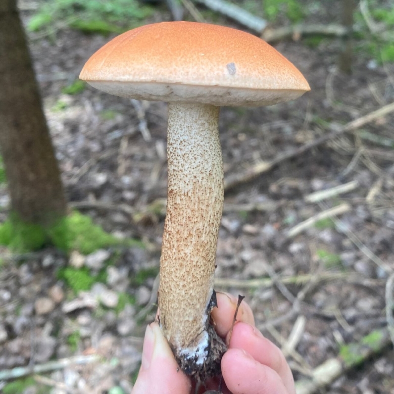 Подосиновик красноголовик